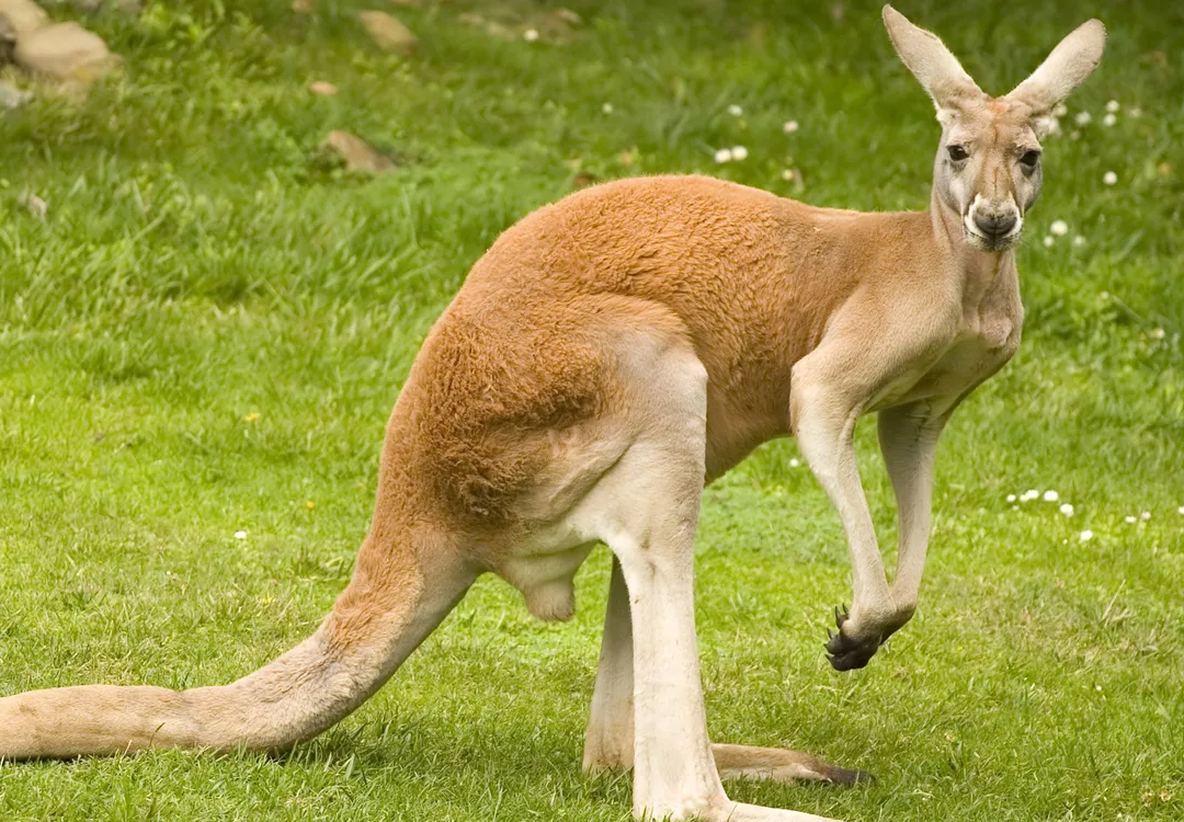 Australia s Fabulous Flora And Fauna Health Clipboard